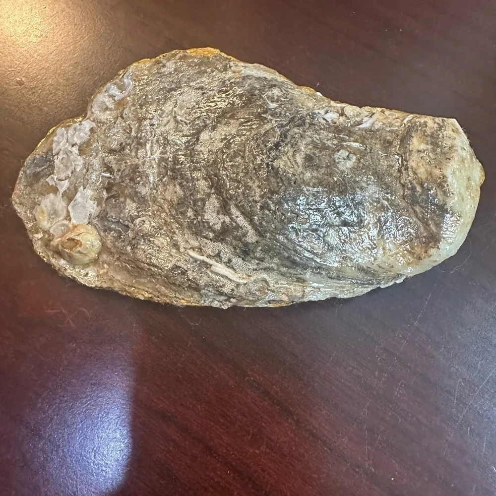 Oyster Shell Trinket Jewelry Holder Outer Banks